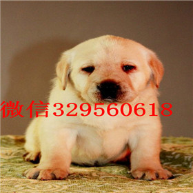 江门出售拉布拉多幼犬包纯种健康白色拉布拉多