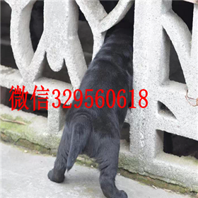 琼中哪里能买到拉布拉多犬双血统拉布拉多奶白