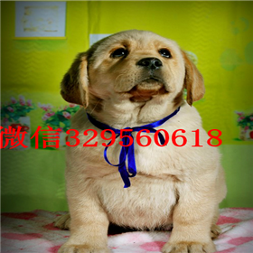 长治哪里有卖拉布拉多犬双血统拉布拉多拉布拉