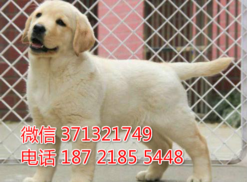 犬舍出售 拉布拉多犬狗狗一窝 健康聪明的大型犬