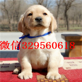  哈尔滨哪里有双血统拉布拉多犬拉布拉多多少钱一只大骨架拉布拉多出售拉布拉多好养吗