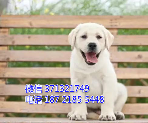 导盲犬出售 拉布拉多犬大连犬舍出售品相好 骨