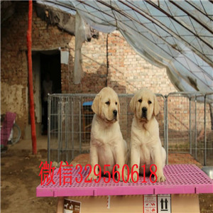  黑河哪里卖纯种拉布拉多幼犬拉布拉多多少钱