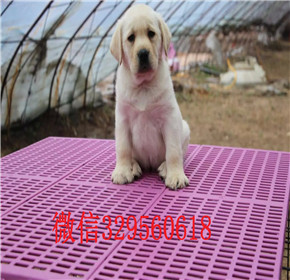  西安哪里有双血统拉布拉多犬黄色拉布拉多犬