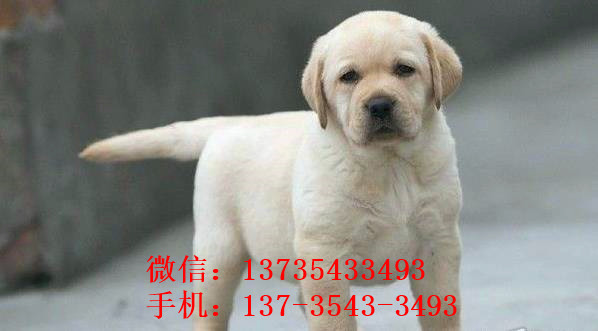 镇江狗场出售纯种拉布拉多犬狗市场在哪买狗卖
