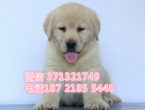 福州犬舍出售 拉布拉多犬狗狗 迷人犬舍出售宠