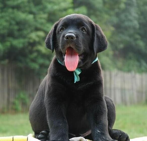 佳木斯宠物狗犬舍 宠物狗场在哪有 网上哪里卖