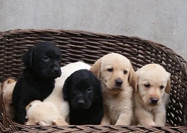 内蒙古犬舍出售纯种拉布拉多犬幼犬宠物狗狗领