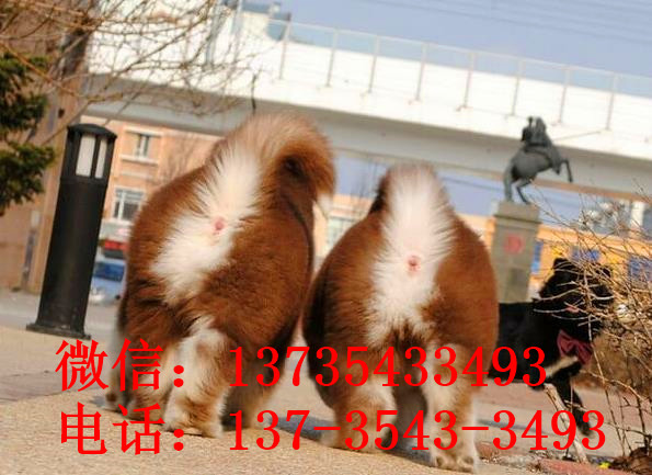 大连犬舍转让阿拉斯加犬宠物狗市场在哪买狗卖狗