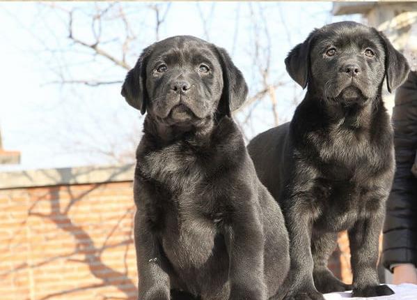 清远狗场出售纯种拉布拉多犬狗市场在哪买狗卖