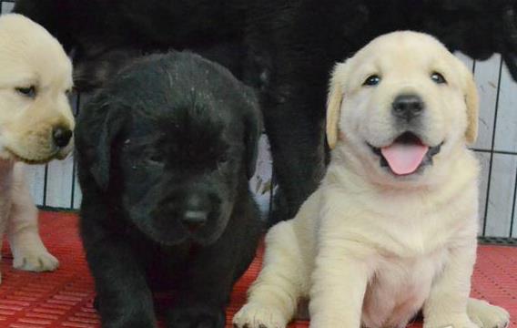 哈尔滨犬舍出售纯种拉布拉多犬幼犬宠物狗狗领