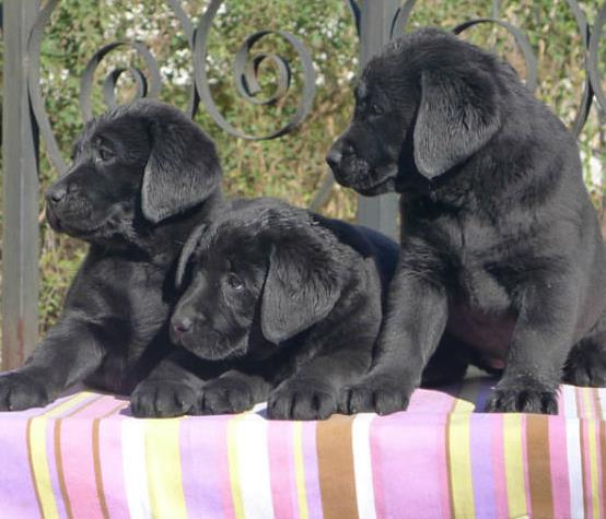 长沙犬舍出售纯种拉布拉多犬狗仔宠物狗狗领养