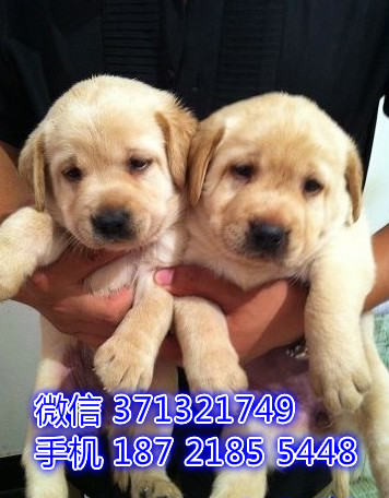 深圳狗场 拉布拉多犬出售纯种 深圳特价宠物狗