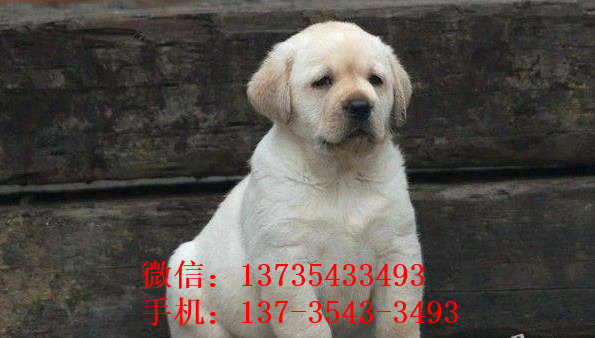 福州宠物狗狗犬舍出售纯种拉布拉多犬 狗市场在哪领养狗