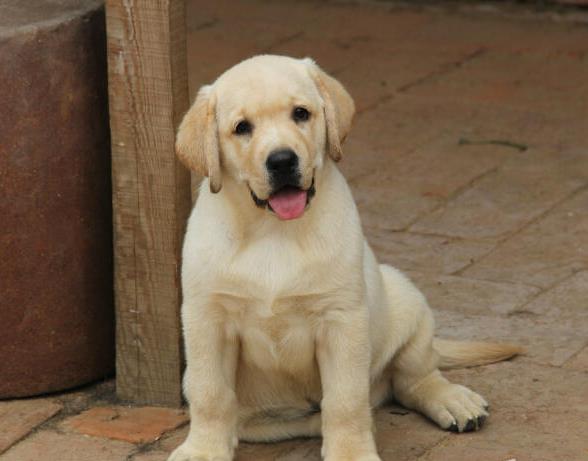 济南宠物狗狗犬舍出售纯种拉布拉多犬 狗市场
