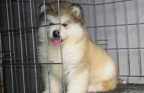 焦作宠物狗狗犬舍出售阿拉斯加犬狗市场在哪买