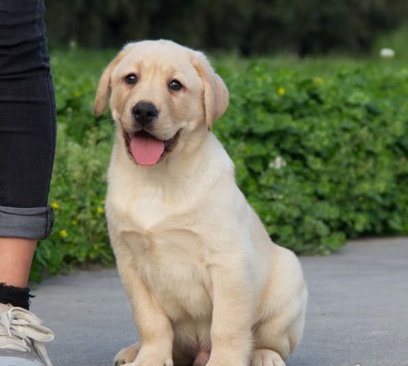 黔西南宠物狗犬舍出售纯种拉布拉多犬 网上哪