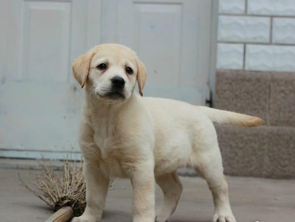 上海狗场出售纯种拉布拉多犬狗市场在哪买狗卖