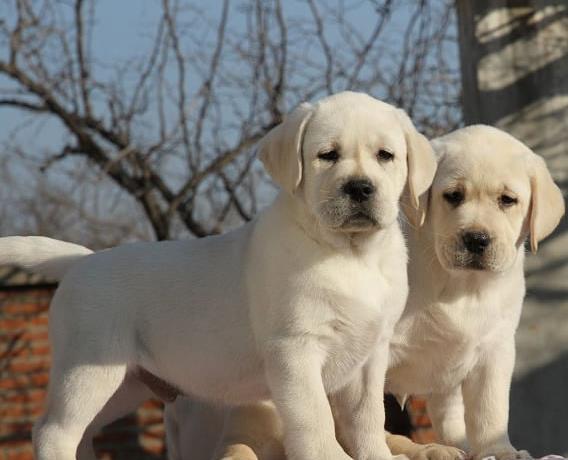衡阳狗场出售纯种拉布拉多犬狗市场在哪买狗卖