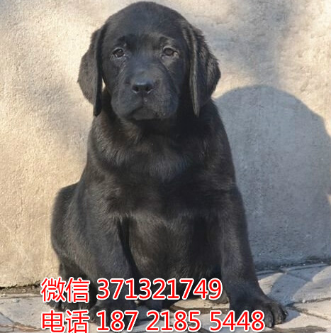 大连犬舍出售 拉布拉多犬幼犬狗狗 大连狗场在