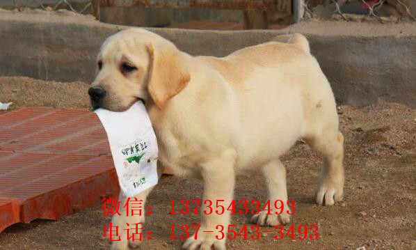抚顺宠物狗犬舍 宠物狗场在哪有 网上哪里卖狗 拉布拉多犬