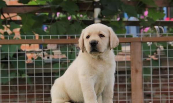 内江狗场出售纯种拉布拉多犬狗市场在哪买狗卖狗