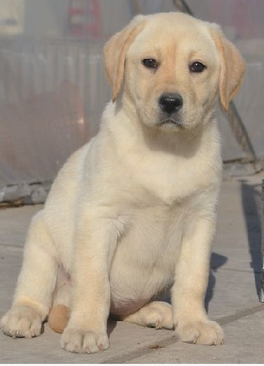 武定县买狗 楚雄买拉布拉多 狗场出售小拉多