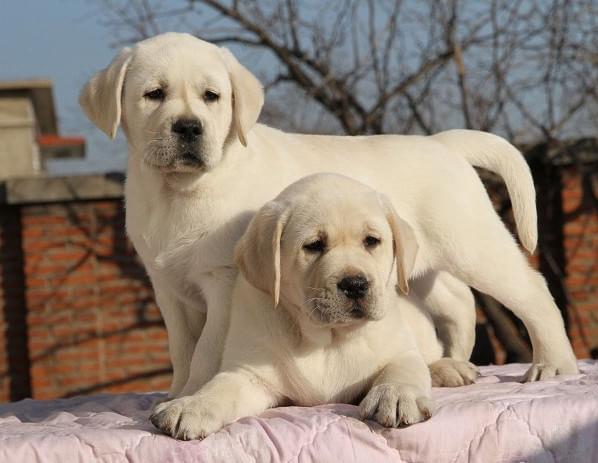 舟山犬舍出售纯种宠物狗狗拉布拉多幼犬领养