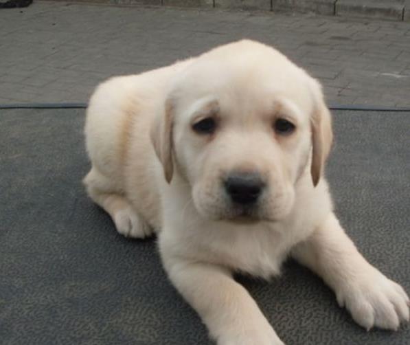 阳江犬舍出售宠物狗狗纯种拉布拉多幼犬领养