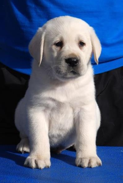 南充宠物狗犬舍出售纯种拉布拉多犬 网上哪里