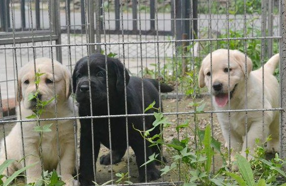 陇川县买狗 陇川县哪里买拉布拉多比较好
