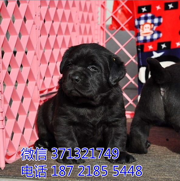 沈阳犬舍出售 拉布拉多犬狗狗黑色白色 哪里有拉布拉多买