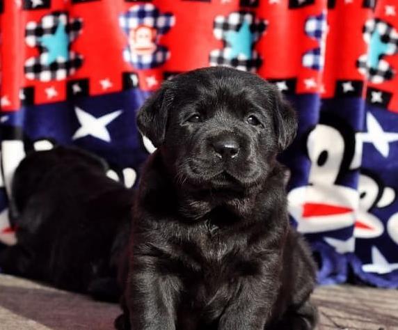 郑州犬舍出售纯种拉布拉多犬狗仔宠物狗狗领养