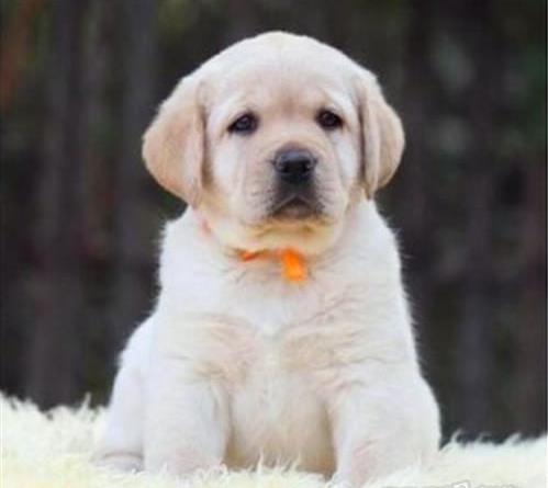 哈尔滨在哪有狗市场狗场买狗卖狗在哪纯种拉布