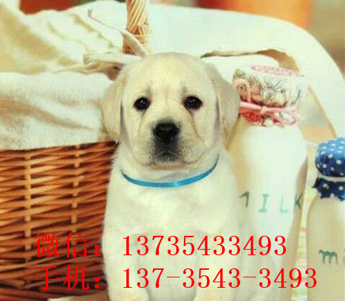 衡阳狗场出售纯种拉布拉多犬狗市场在哪买狗卖狗