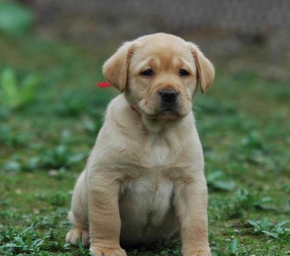 南京犬舍狗出售纯种拉布拉多狗市场卖狗买狗在