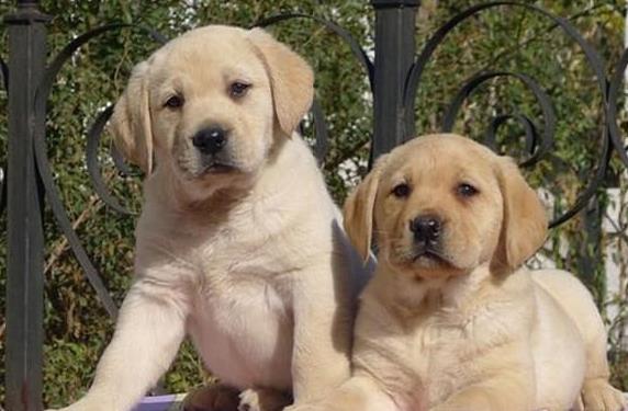 南昌犬舍出售纯种拉布拉多犬狗仔宠物狗狗领养