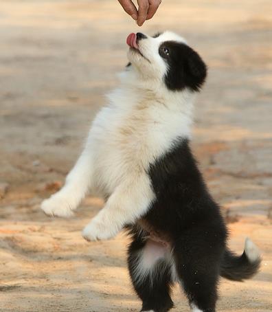 上海犬舍出售边牧幼犬狗市场卖狗买狗在哪