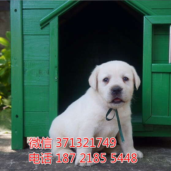 中山 特价 拉布拉多犬出售纯种幼犬 大型哈士
