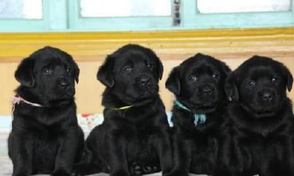 福州犬舍出售纯种拉布拉多犬幼犬宠物狗狗领养