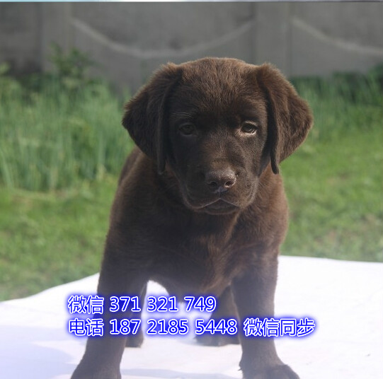 武汉 专业繁殖 拉布拉多犬狗狗纯种幼犬 武汉