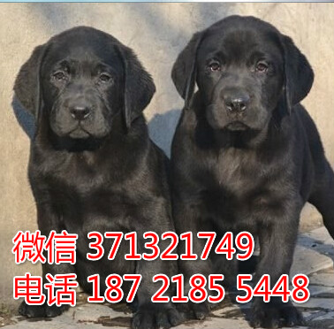 大连犬舍出售 拉布拉多犬幼犬狗狗 大连狗场在哪里 特价宠物