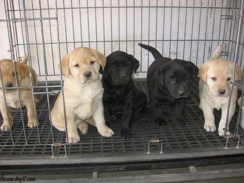 腾冲买宠物狗 腾冲狗场买拉布拉多