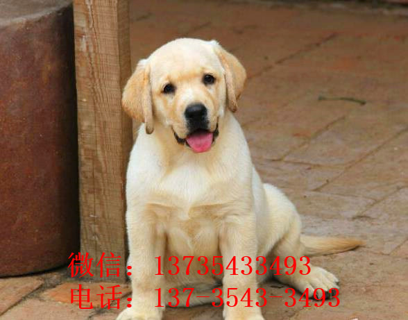 内江宠物狗犬舍出售纯种拉布拉多犬 网上哪里有卖狗买狗信息 狗狗领养
