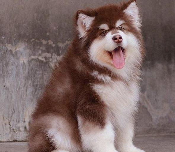 青岛宠物狗狗犬舍出售阿拉斯加犬狗市场在哪买