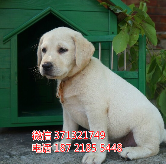 长沙特价拉布拉多犬出售纯种幼犬 长沙犬舍哪