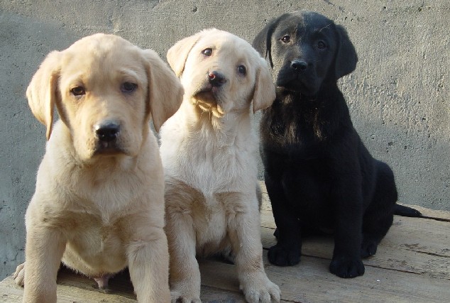 通海县买小狗 通海县买纯种拉布拉多