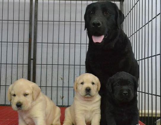 沈阳犬舍出售纯种拉布拉多犬幼犬宠物狗狗领养