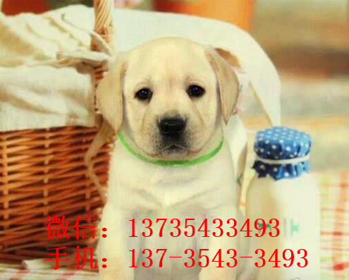 衡阳狗场出售纯种拉布拉多犬狗市场在哪买狗卖狗