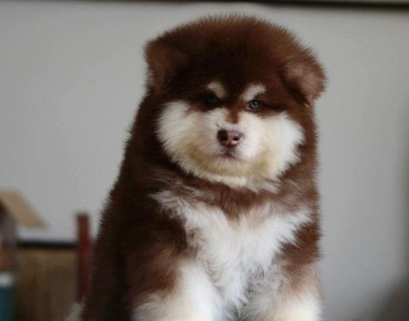 永州阿拉斯加犬领养宠物狗出售狗市场在哪买狗